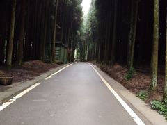 -武陵山森林公园