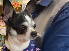 -帕帕拉兹宠物(亚洲旗舰店)