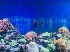 -珠海长隆海洋王国