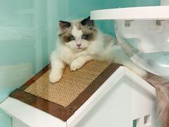 -猫宠乐园·专业洗护