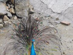 -栾川竹海野生动物园