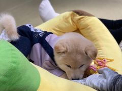 -逗柴咖啡屋·狗咖猫咖宠物桌游