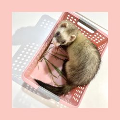 -Moni星球萌宠·小马宝莉·灵蛇·高端高阶全萌宠互动体验俱乐部(红豆国际广场店)