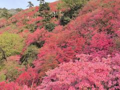 -木兰云雾山
