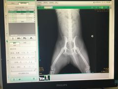 -康成宠物医院24H·CT·核磁共振