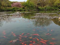 -白马涧龙池景区