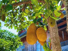 -西双版纳傣族园