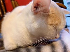 -猫色咖啡·猫咖
