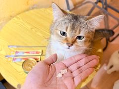 -喵小馆·猫咖狗咖猪咖·饮品店