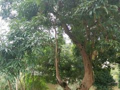 -张坝桂圆林公园