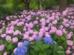 -上海滨江森林公园