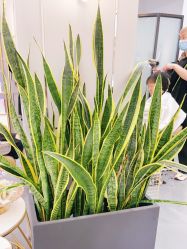 -FUTURE HN男士发型风格设计