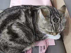 -喵园·猫主题咖啡厅·撸猫·猫咖(国贸店)