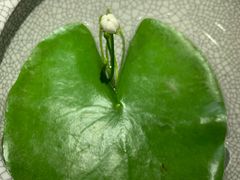 -中环花鸟鱼虫市场