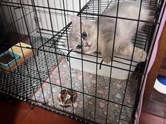 -瑞派动物医院·猫专科·至诚(江南中分院)