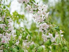 -海棠花溪(元大都城垣遗址公园)