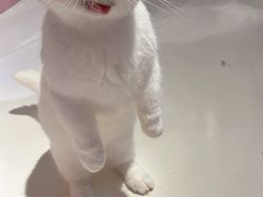 -三花喵·撸猫购宠·宠物生活馆(虹桥南丰城店)