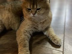 -蓝鲸·缅因猫舍