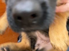 -艾贝尔宠物医院·狂犬免疫点(江山金象城店)