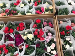 -龙大花卉苗木市场