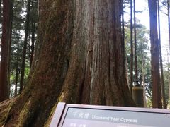 -阿里山神木遗迹