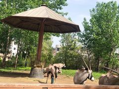 -大连森林动物园