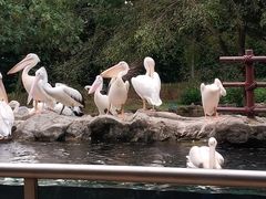 -新加坡飞禽公园