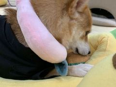 -逗柴咖啡屋·狗咖猫咖宠物桌游