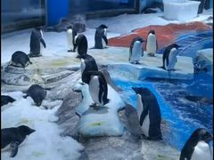 -上海海昌海洋公园