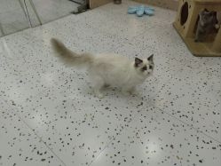 -Moni星球萌宠·小马宝莉·灵蛇·高端高阶全萌宠互动体验俱乐部(红豆国际广场店)
