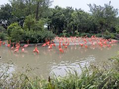 -广州长隆飞鸟乐园