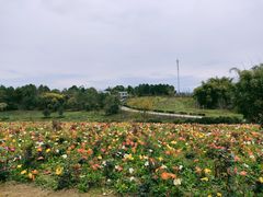 -都江堰玫瑰花溪谷