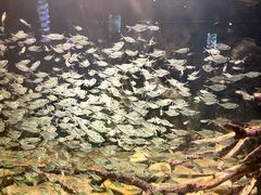 -重庆欢乐海底世界