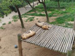 -西霞口神雕山野生动物世界