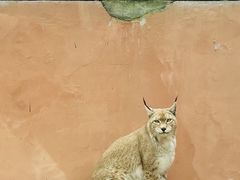 -青藏高原野生动物园