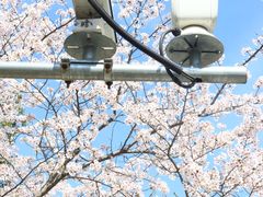 -高东镇樱花园