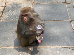 -黔灵山公园