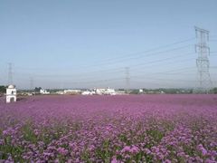 -紫颐香薰山谷景区