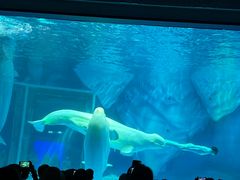 -上海海昌海洋公园-冰山北极馆