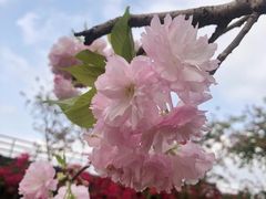 -观澜湖生态运动公社