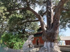 -大觉寺-停车场