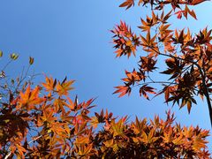 -广州市帽峰山景区