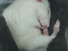 -派联宠物医院·24h·CT·异宠