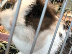 -藦茜花园宠物主题亲子互动体验馆(国顺东路店)