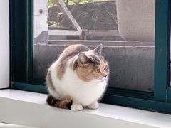 -喵的天空名猫咖啡馆·撸猫·猫舍·用品