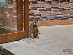 -猫的天空之城概念书店(苏州平江店)