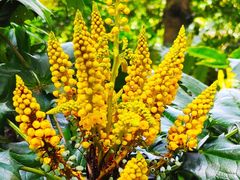 -广西壮族自治区药用植物园
