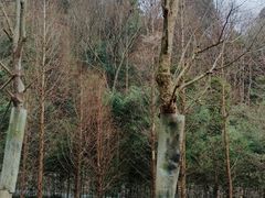 -都江堰中华大熊猫苑