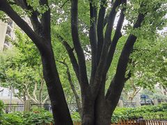 -徐家汇源景区-衡山公园