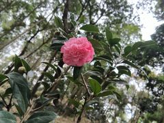 -中山市树木园